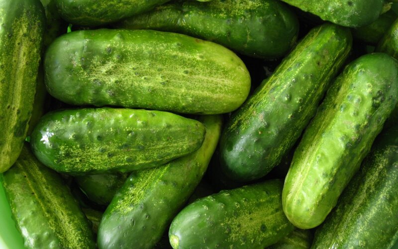 Fresh cucumbers in a pile