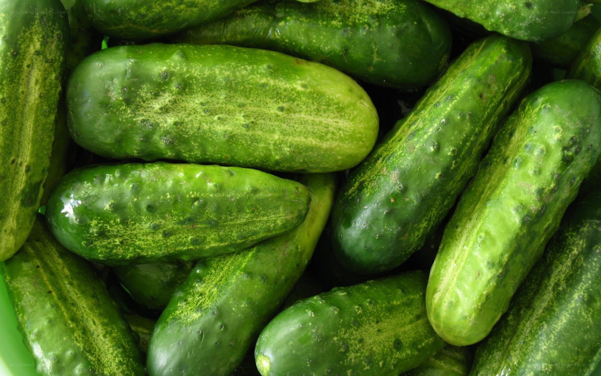 Fresh cucumbers in a pile