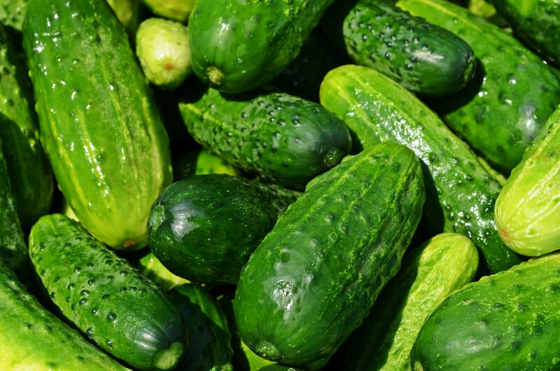 Fresh cucumbers in a pile