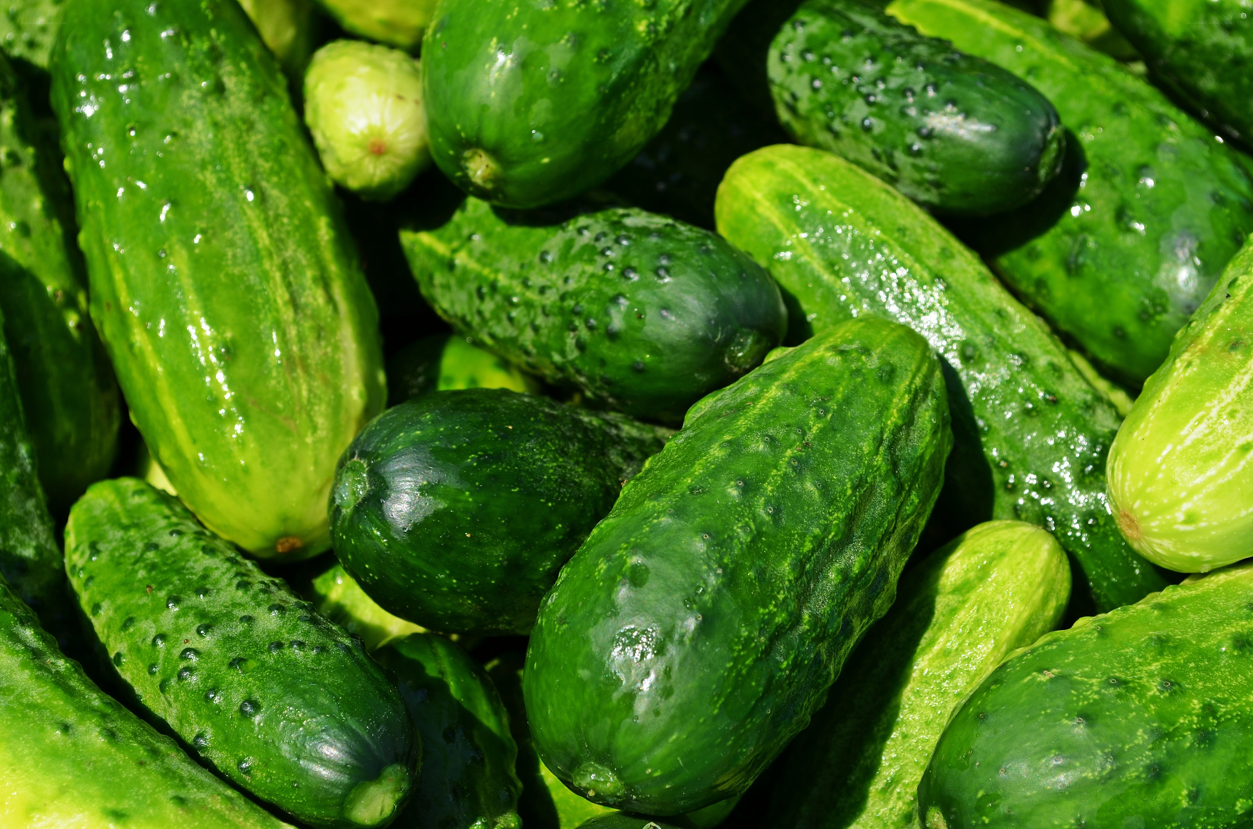 Fresh cucumbers in a pile