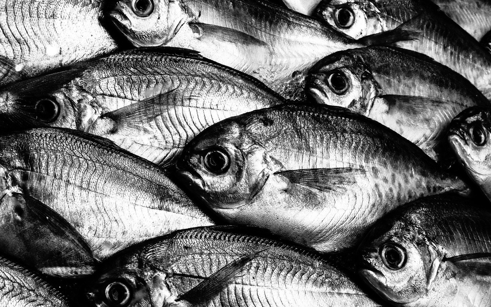 Fresh fish at a market