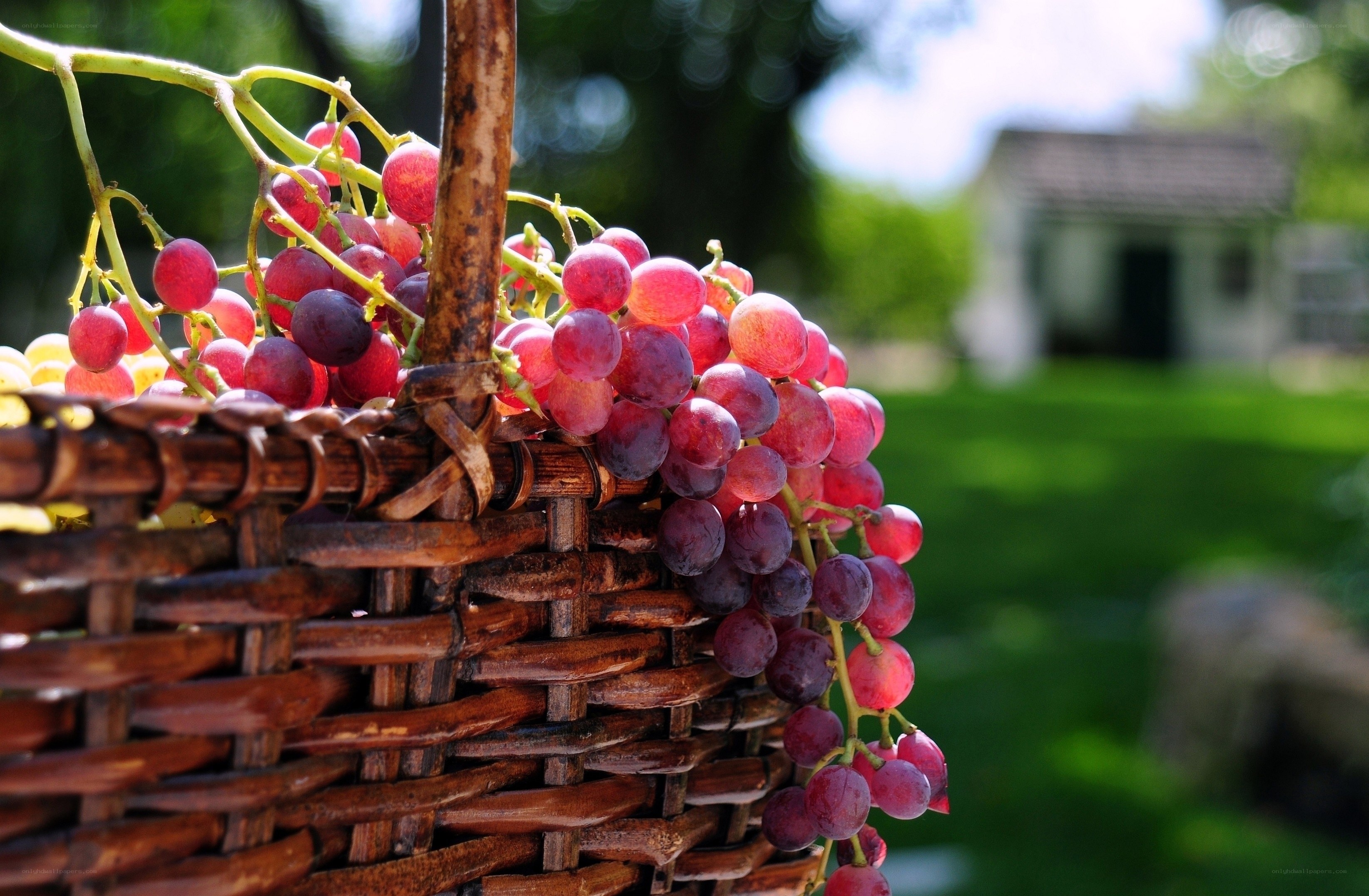 Fresh grapes in a basket