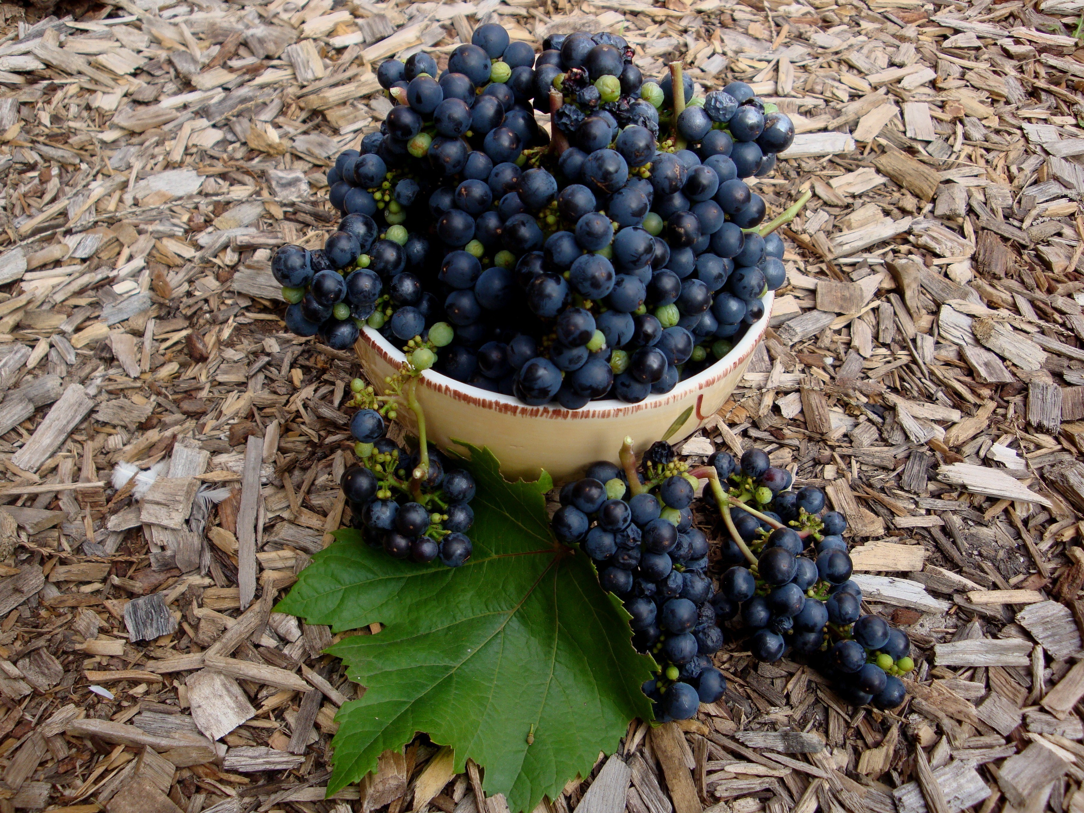 Fresh grapes in a bowl