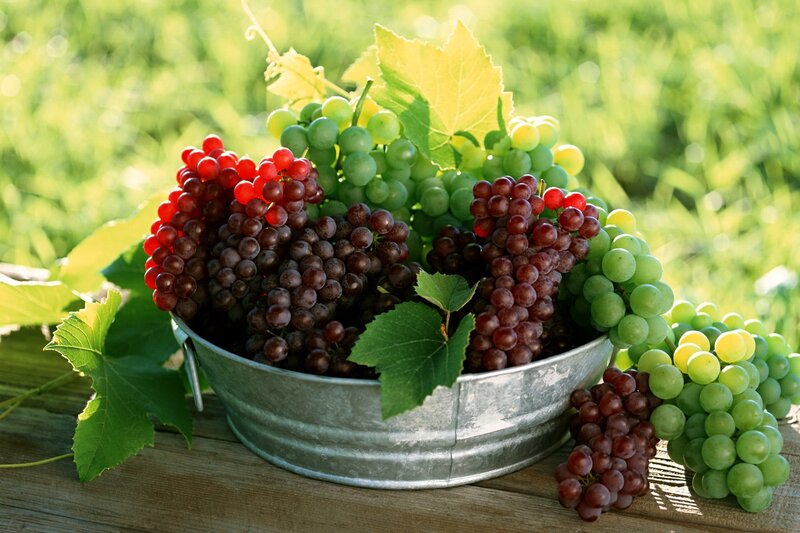 Fresh grapes in a metal bucket
