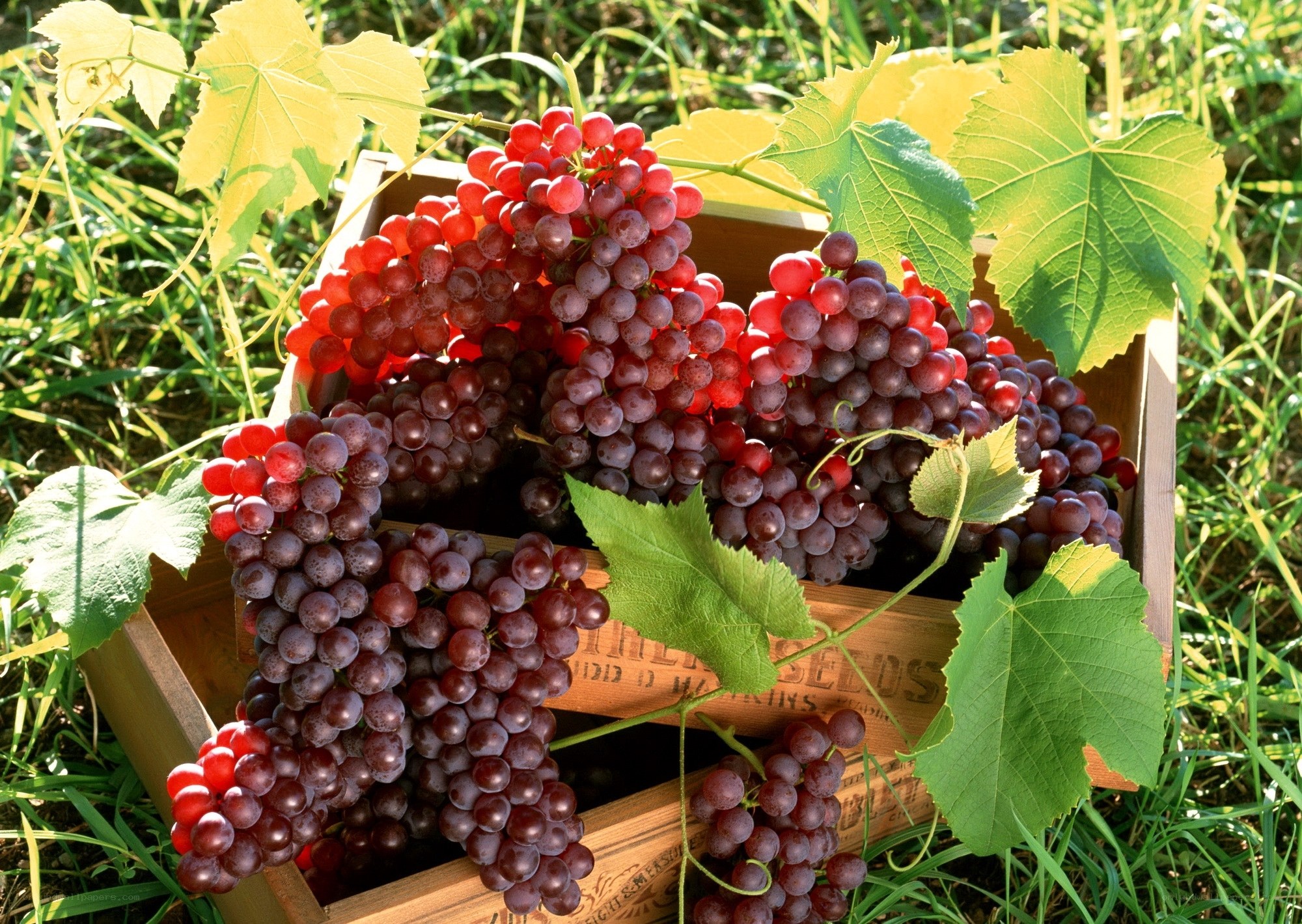 Fresh grapes in a wooden crate