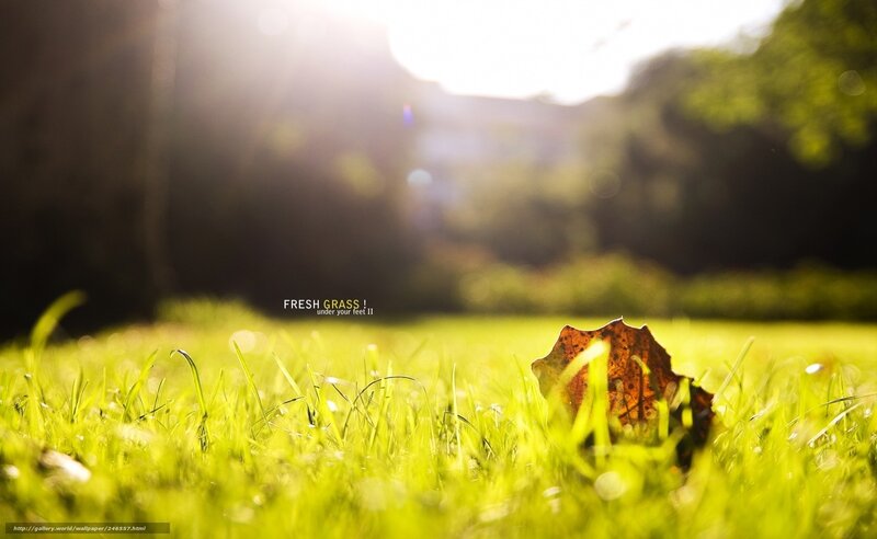 Fresh grass under sunlight