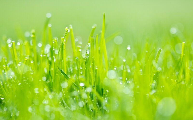 Fresh grass with dew drops