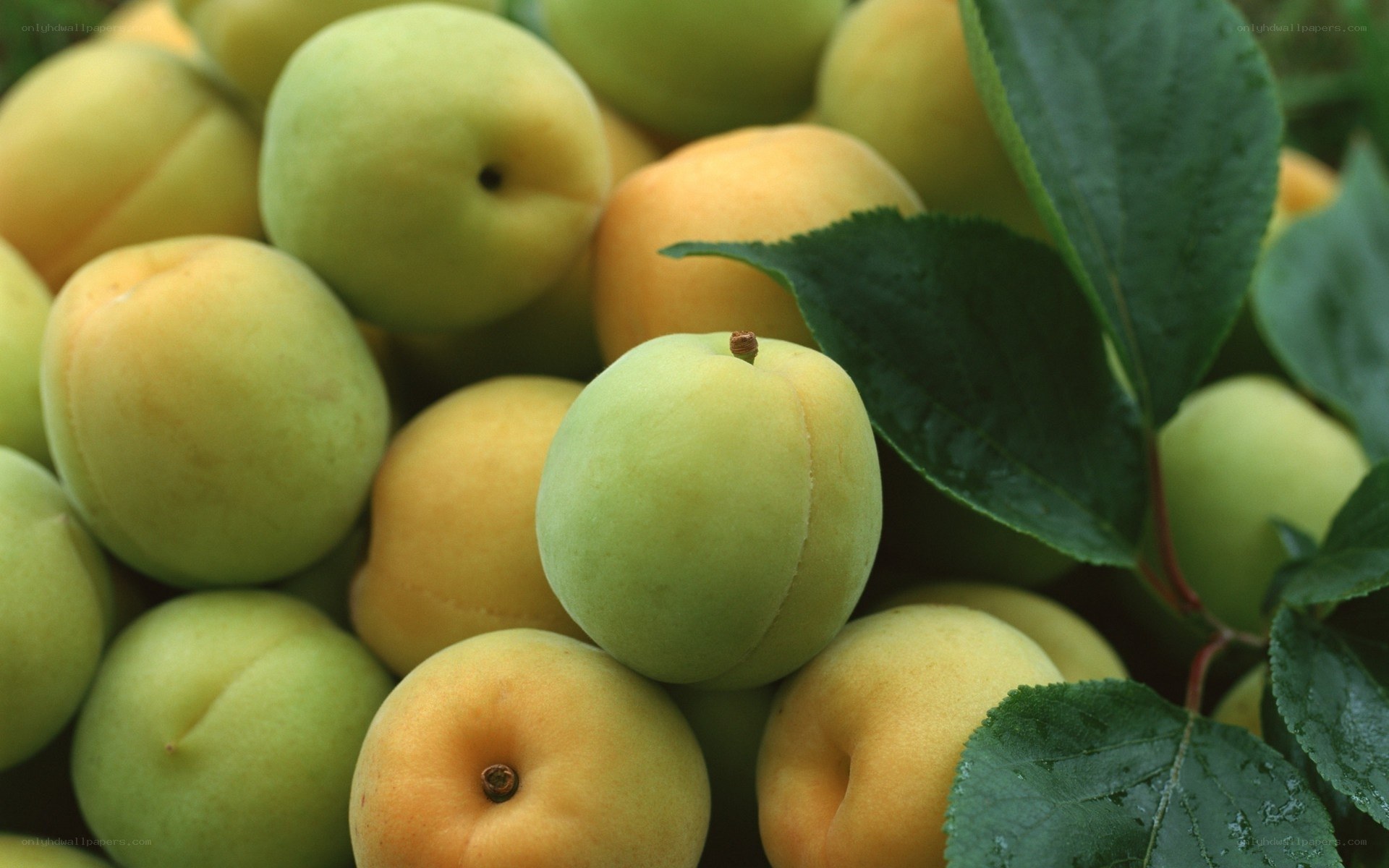 fresh green apricots with leaves