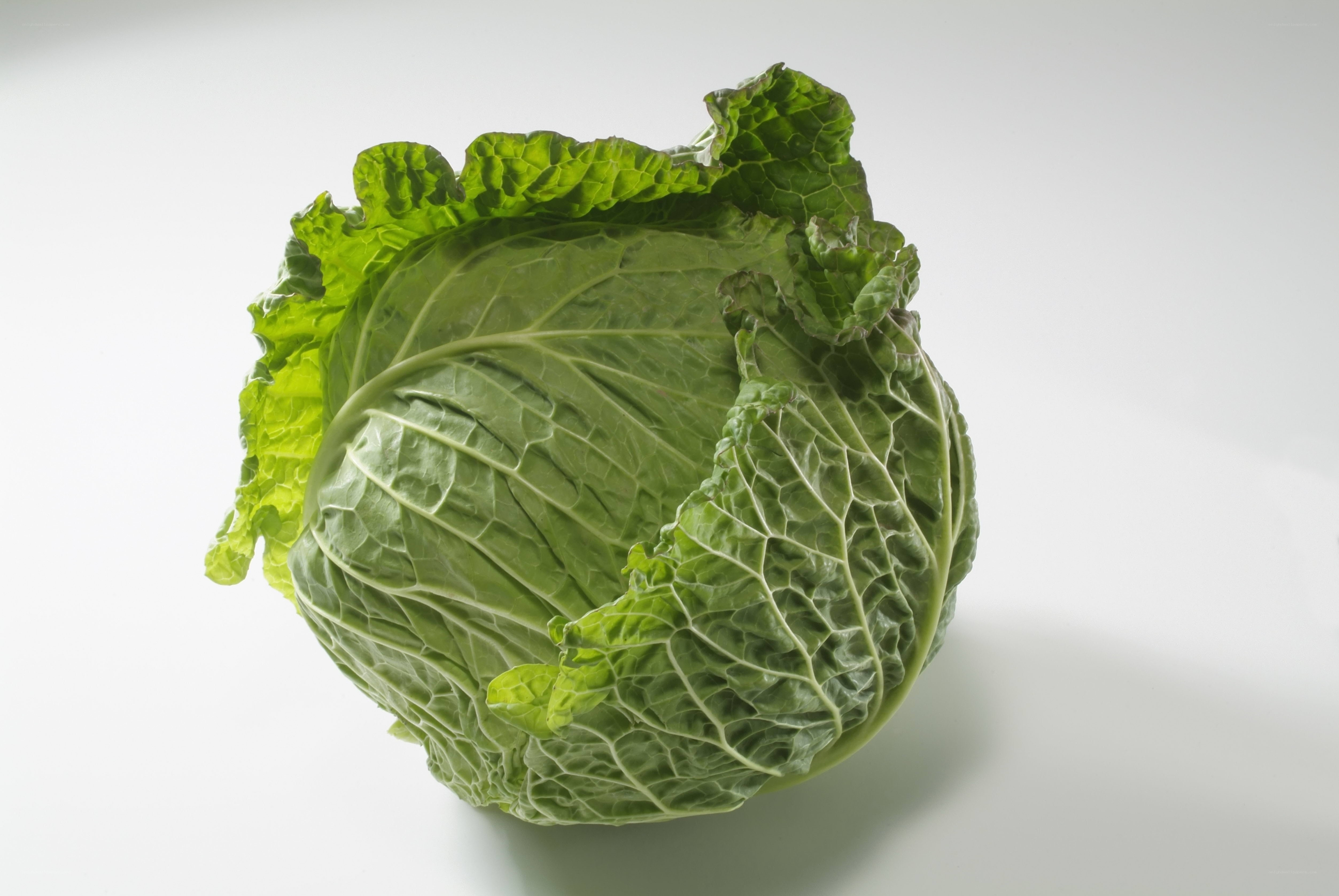 fresh green cabbage