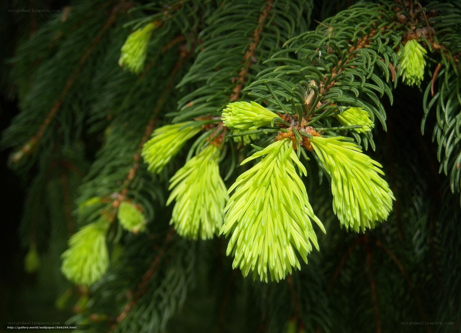 Fresh green fir sprouts