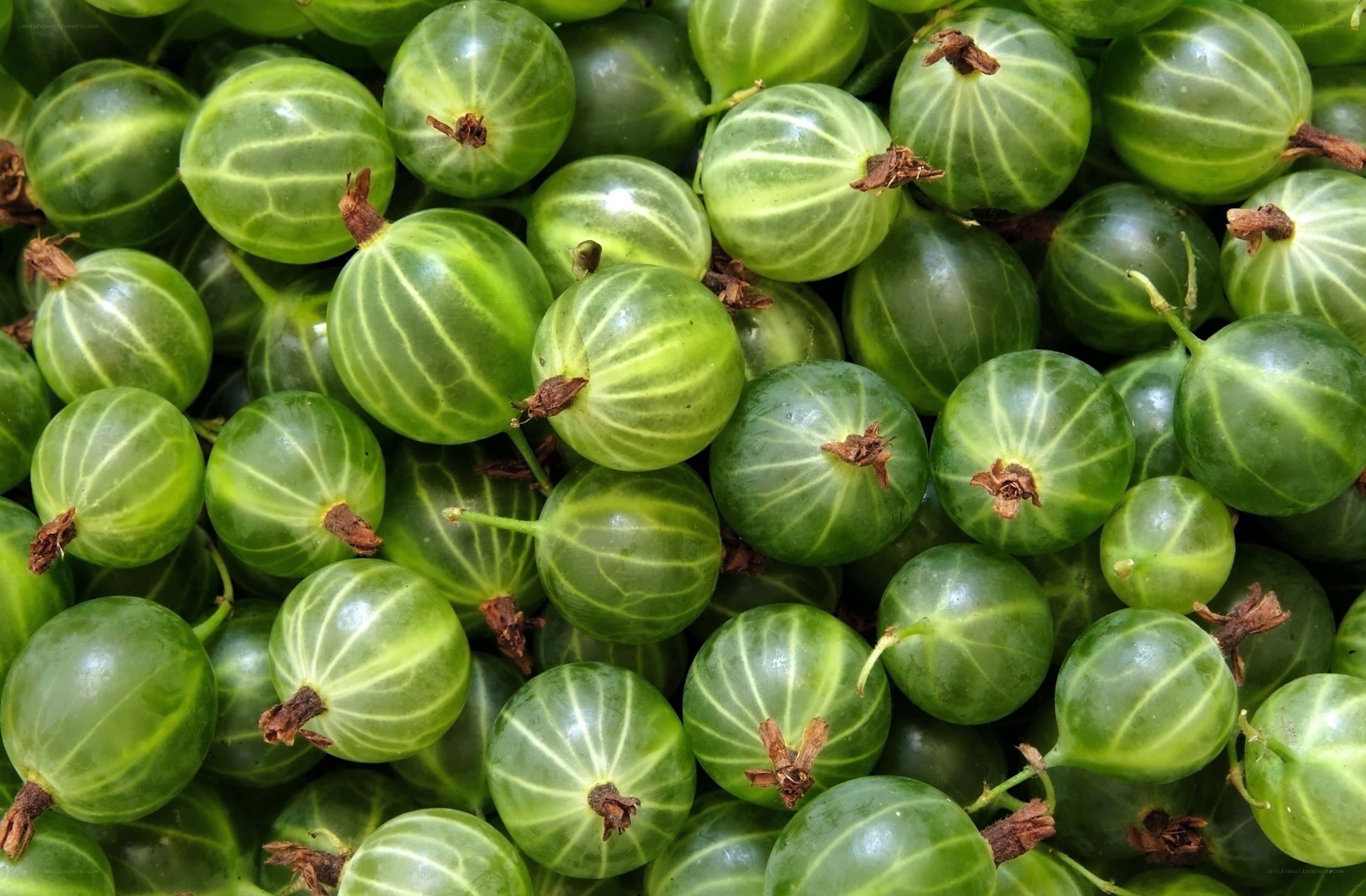 Fresh green gooseberries