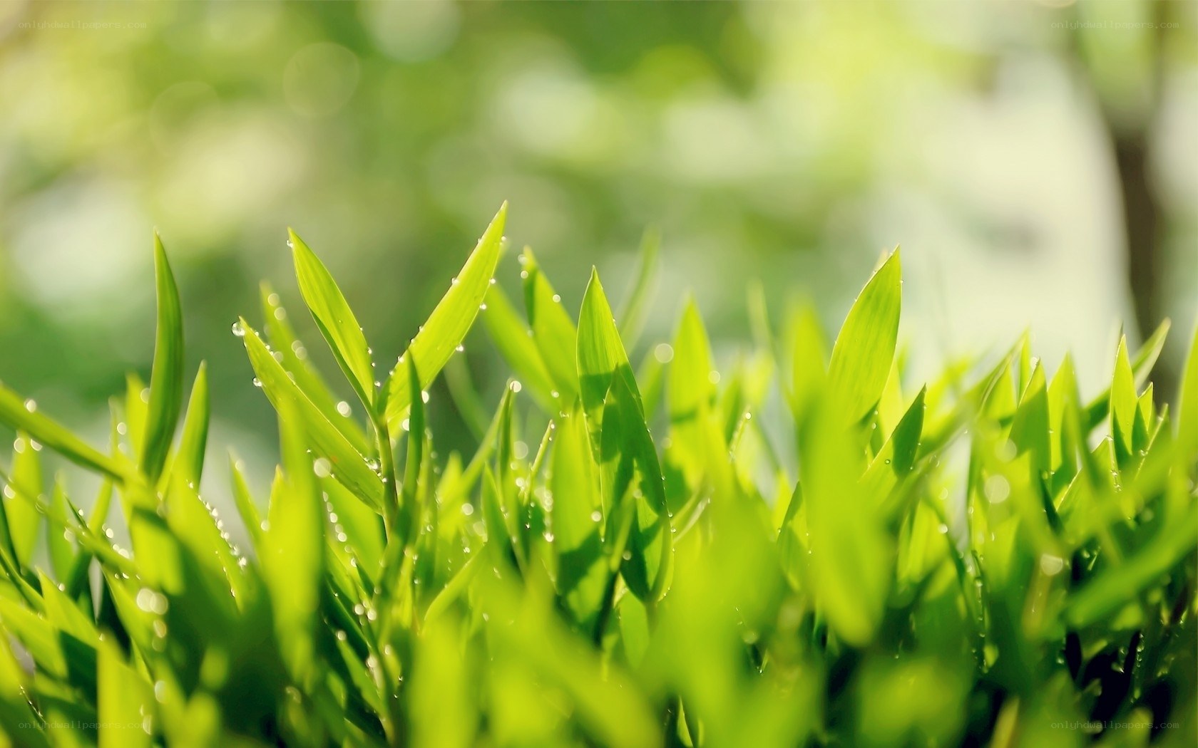 Fresh green grass with dew