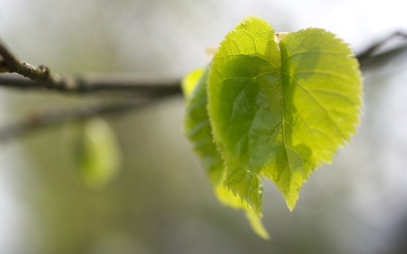 fresh green leaf on branch