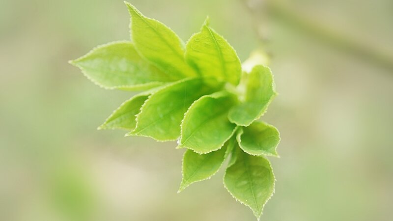 fresh green leaves on a branch
