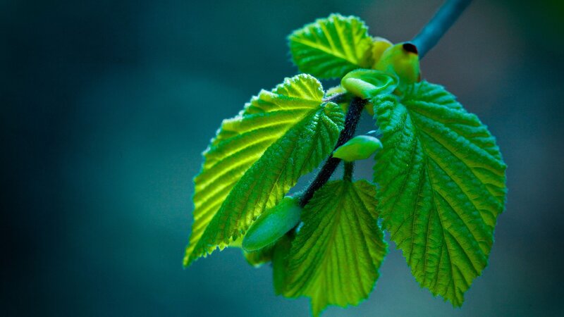 fresh green leaves on a branch