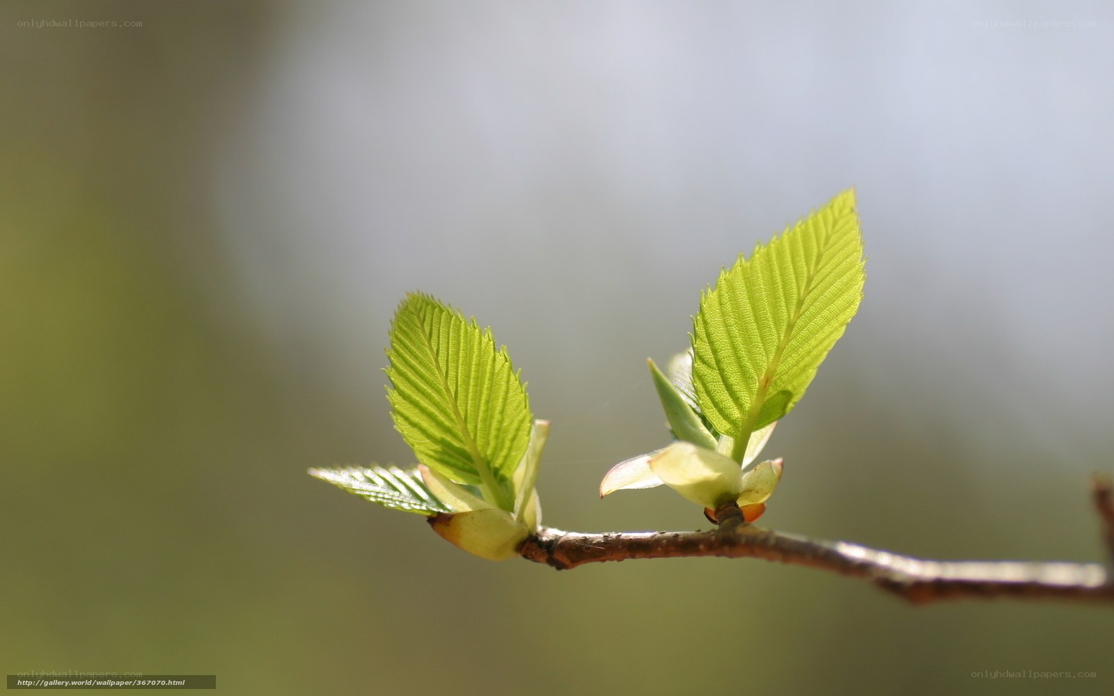 Fresh green leaves on a branch