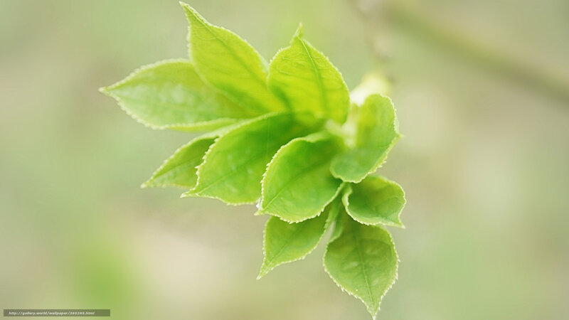 fresh green leaves on a branch