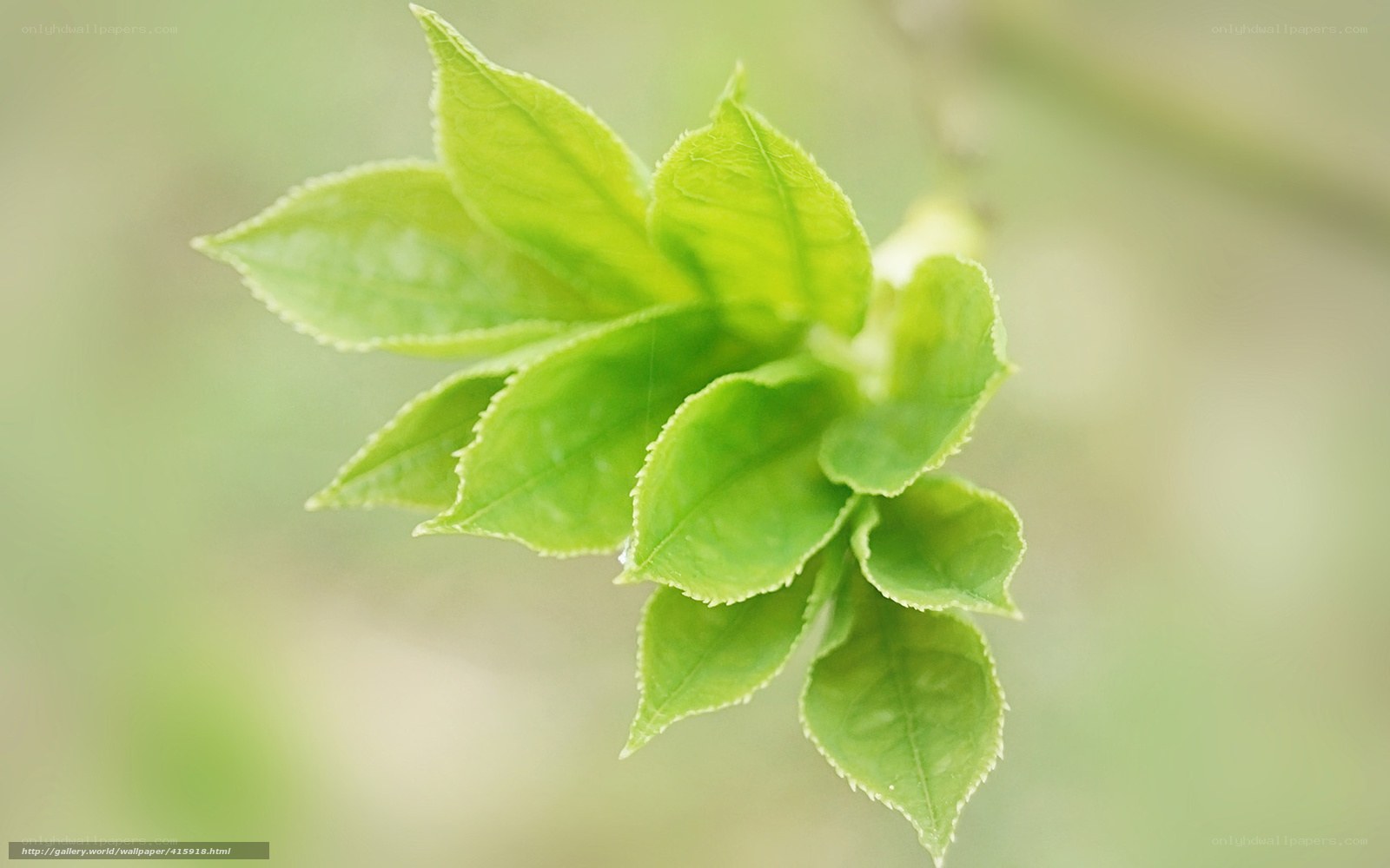 Fresh green leaves on a branch