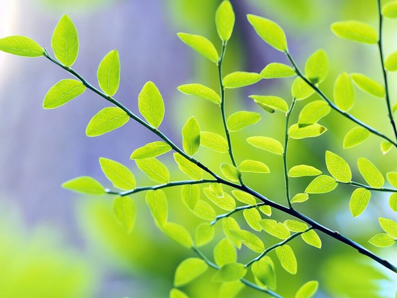 Fresh green leaves on a branch