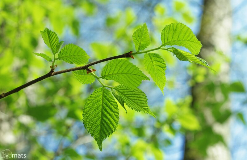 Fresh green leaves on a branch