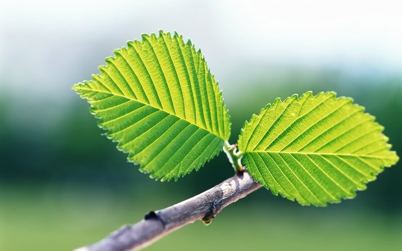 Fresh green leaves on a branch