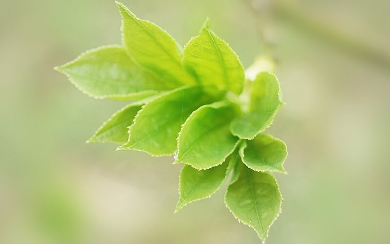 Fresh green leaves on a branch