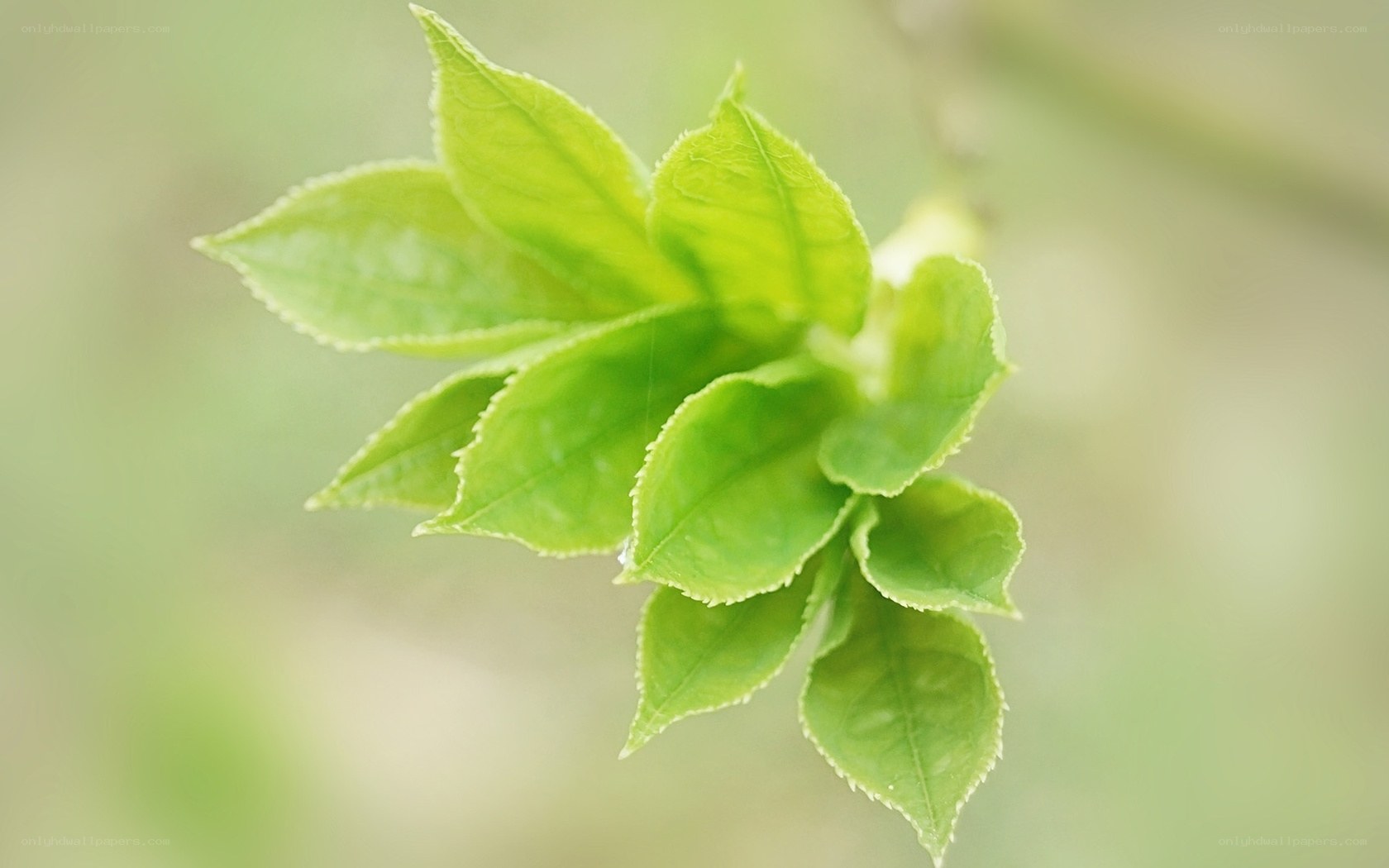 Fresh green leaves on a branch