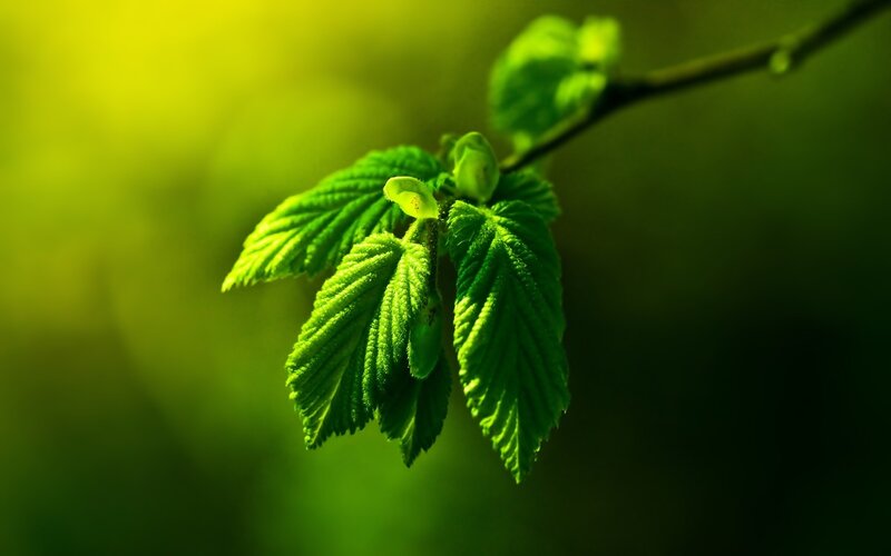 fresh green leaves on branch