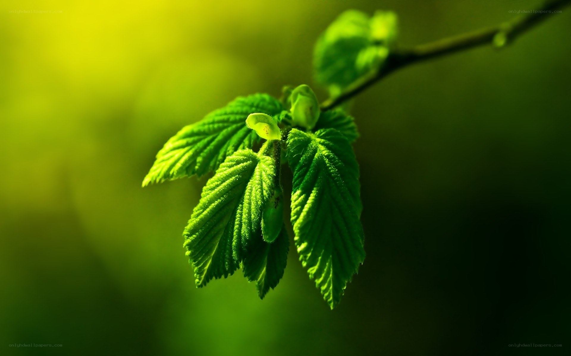 fresh green leaves on branch