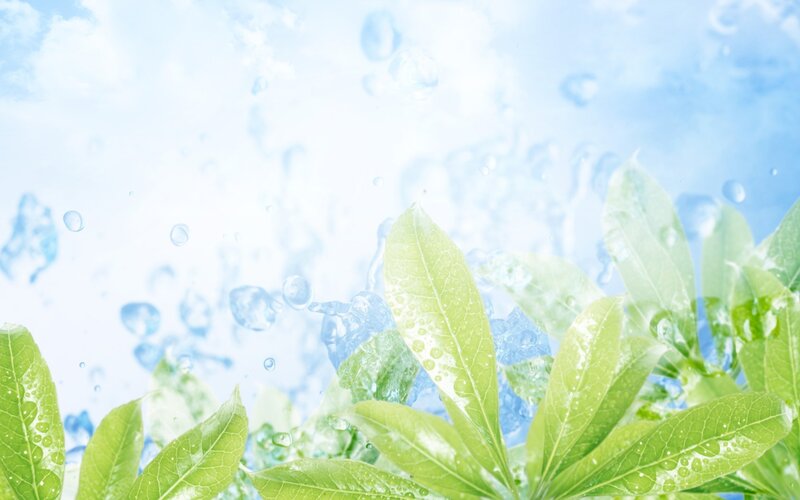 fresh green leaves with water droplets