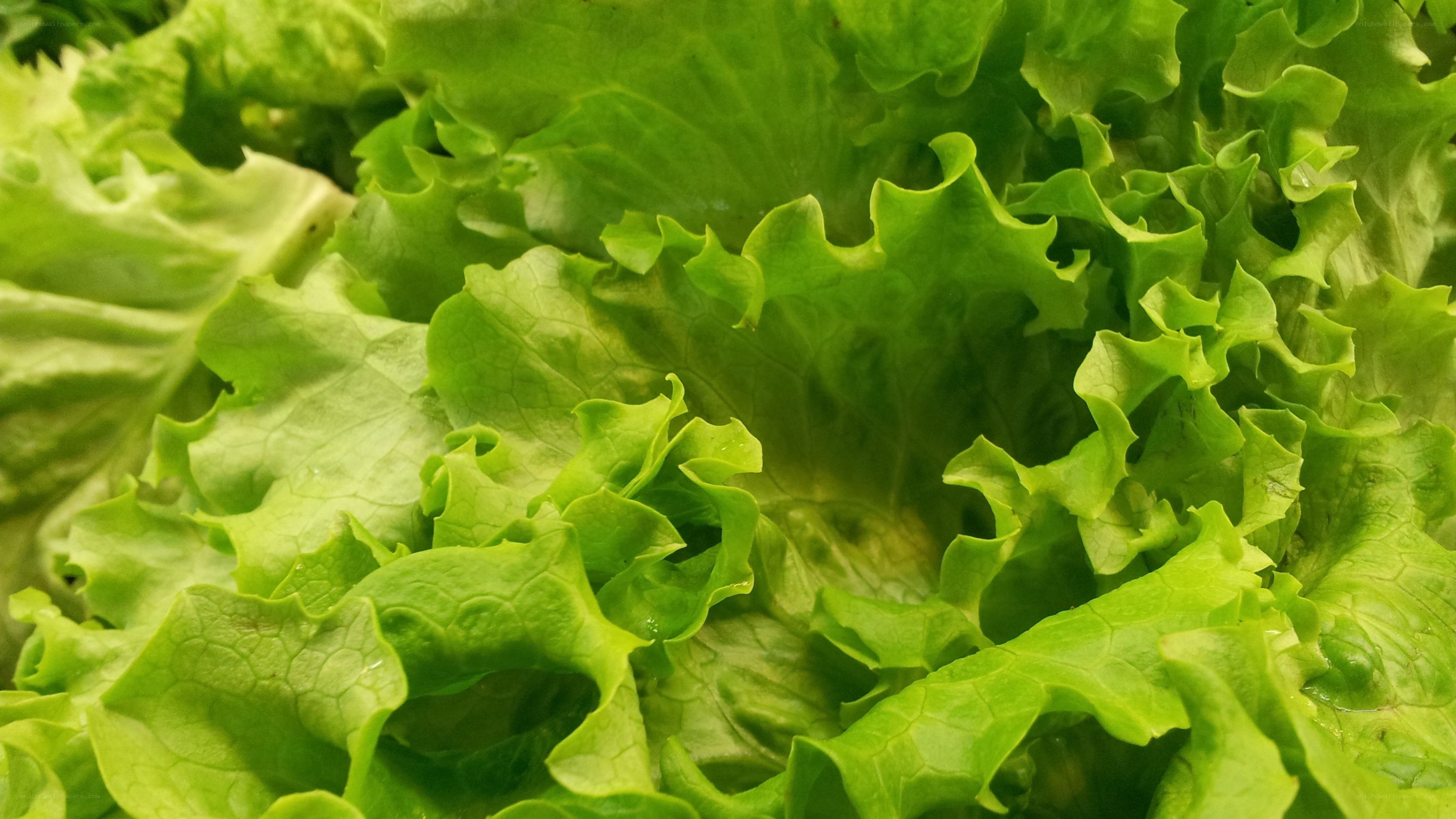 fresh green lettuce leaves