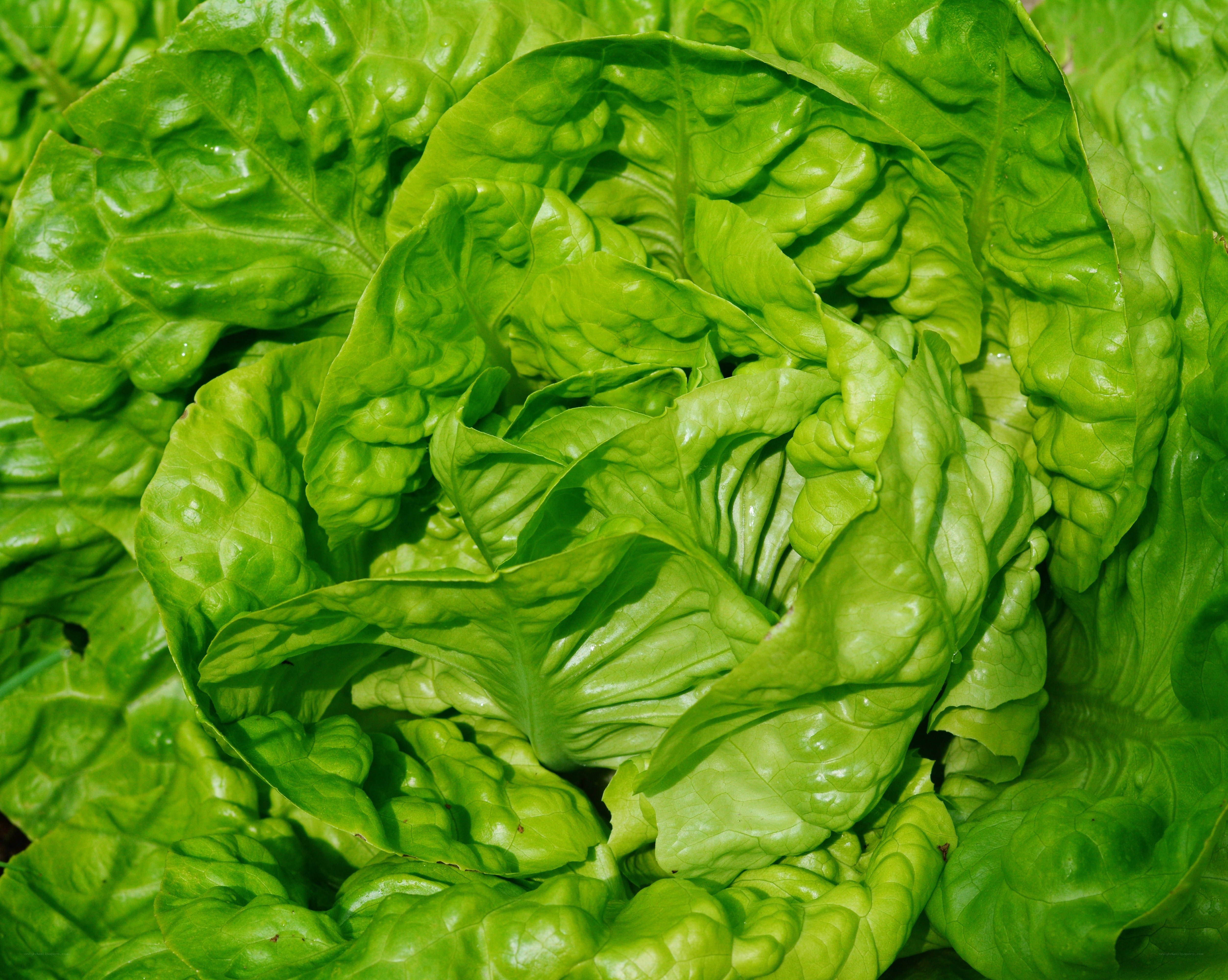 Fresh green lettuce leaves