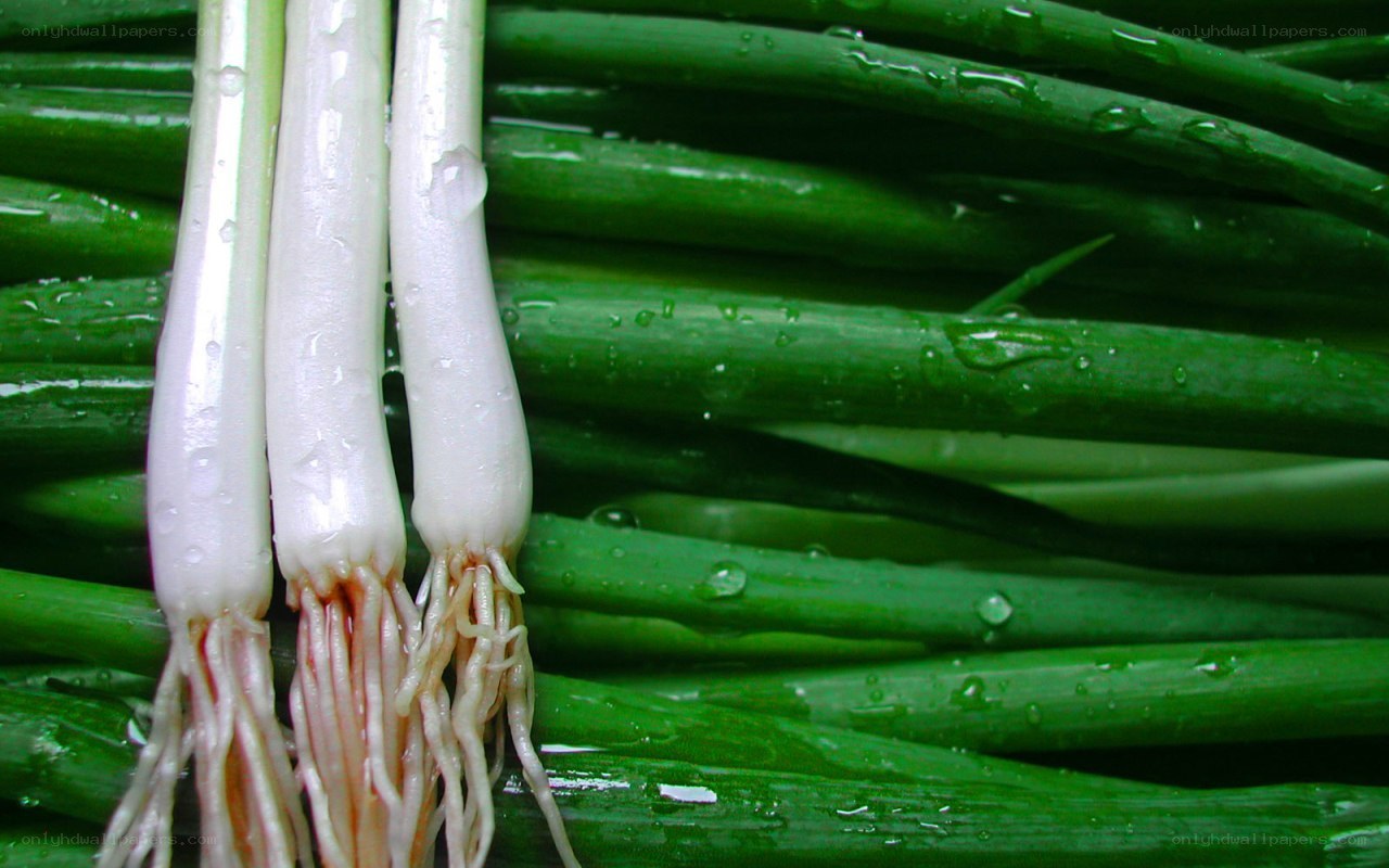 Fresh green onions with roots