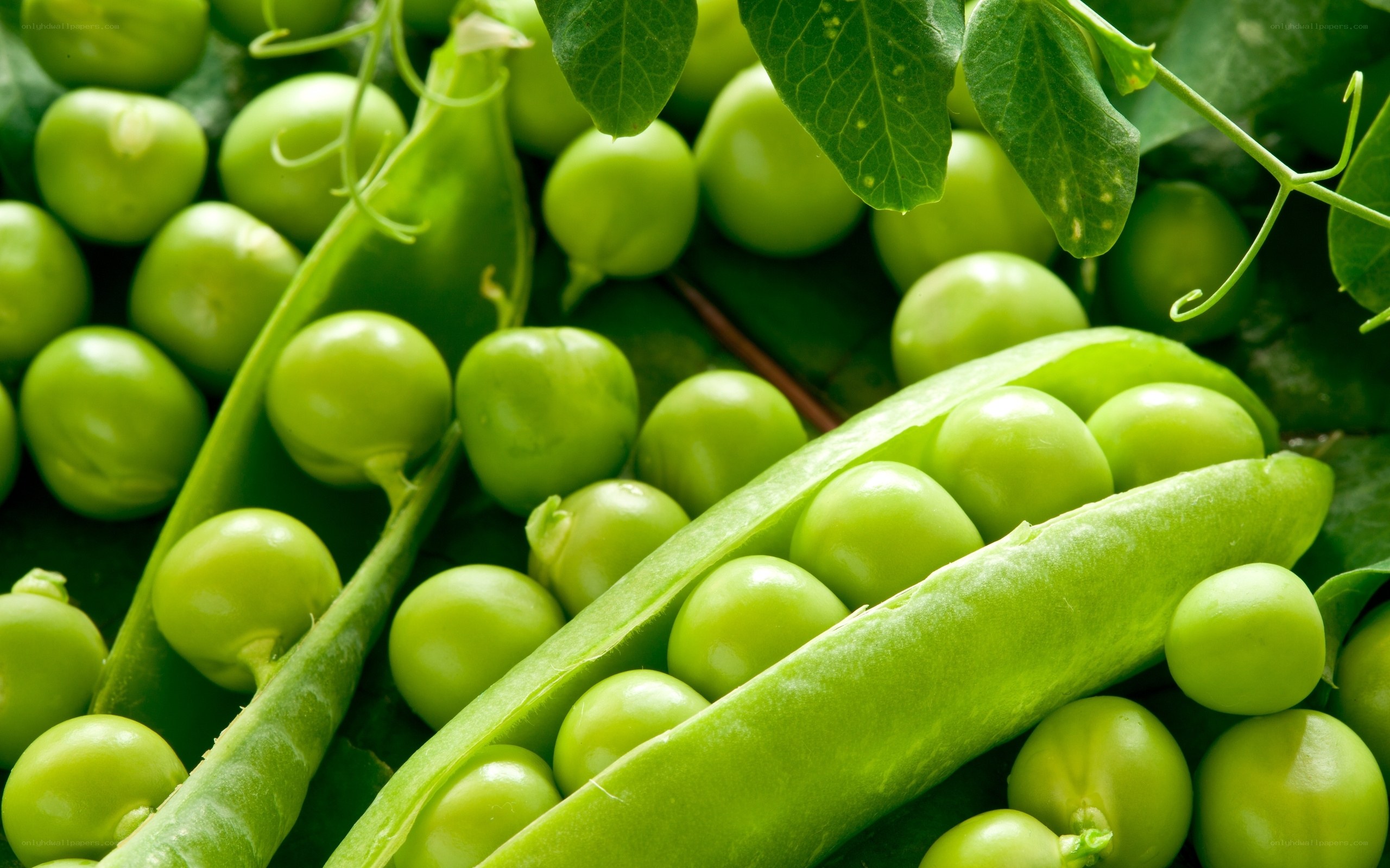 Fresh green peas and pods