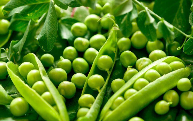 Fresh green peas in pods