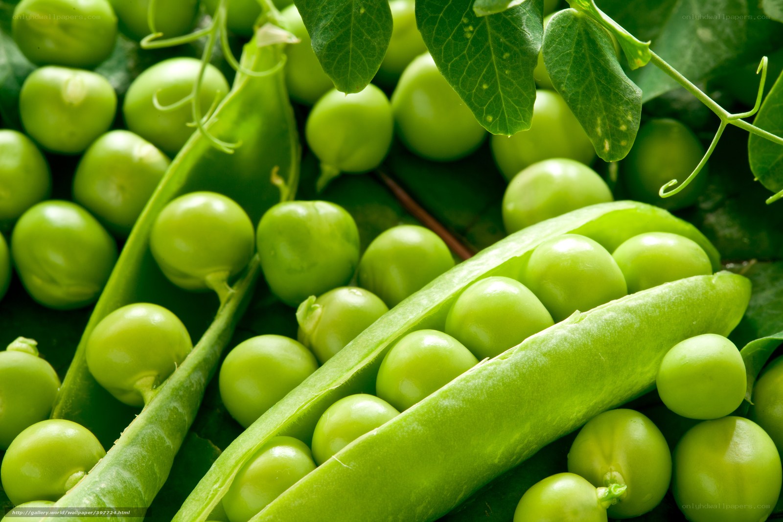 Fresh green peas in pods