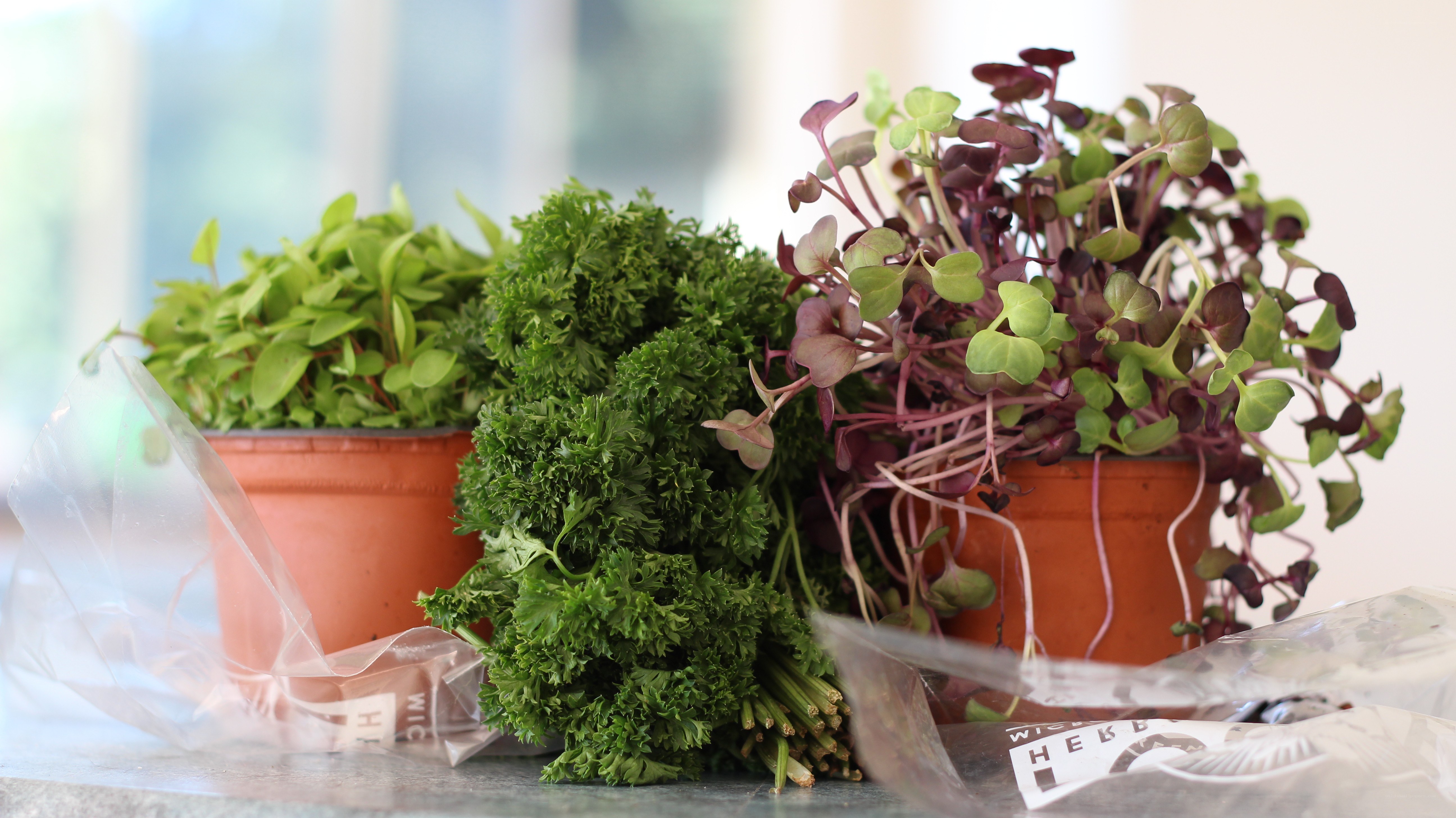 Fresh herbs and microgreens