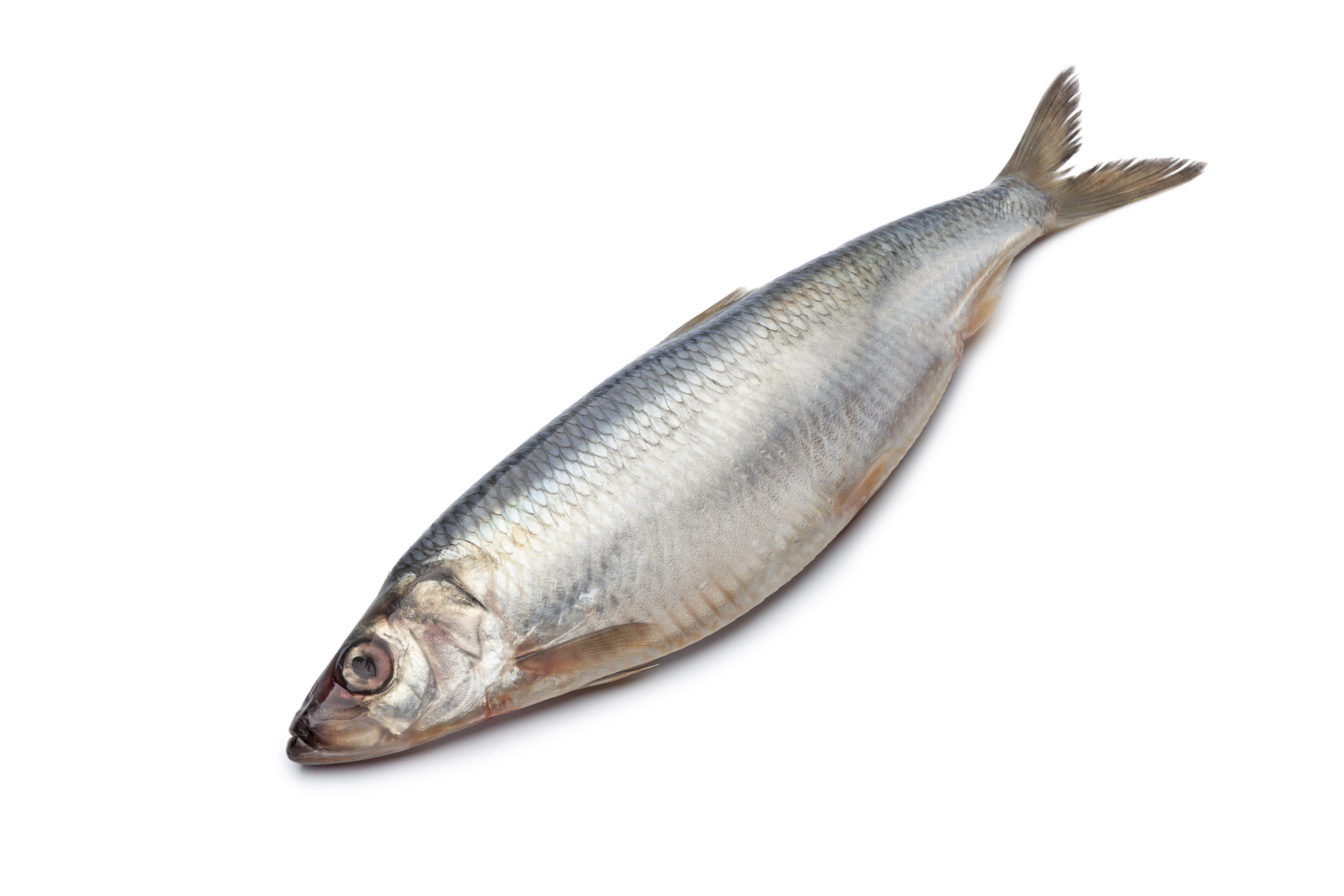 fresh herring fish
