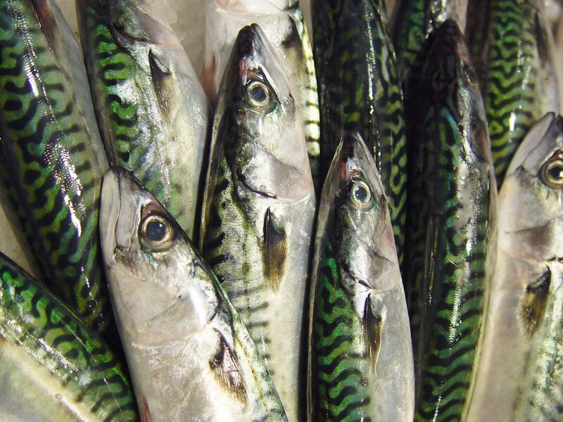 Fresh mackerel fish display