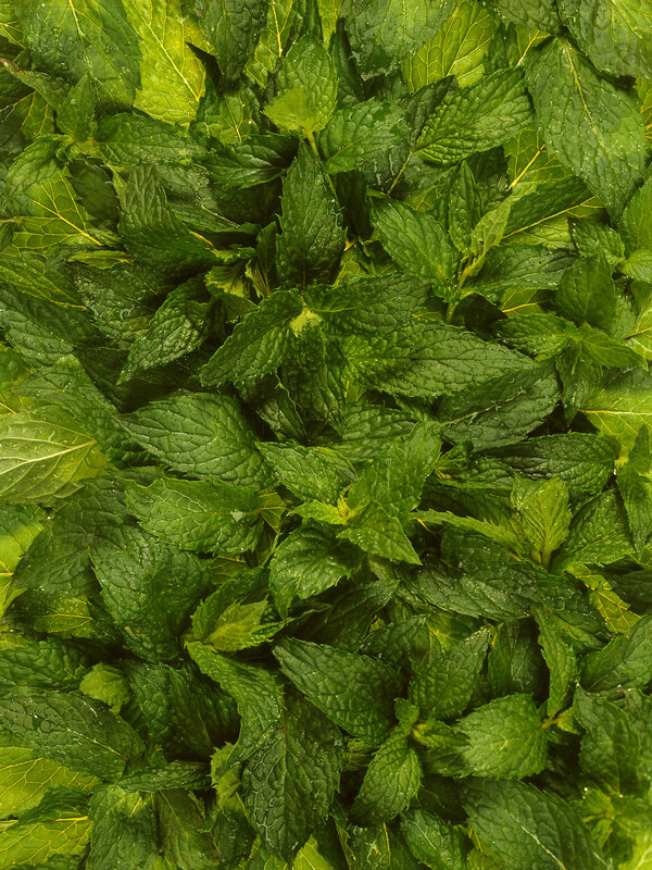 Fresh mint leaves close-up