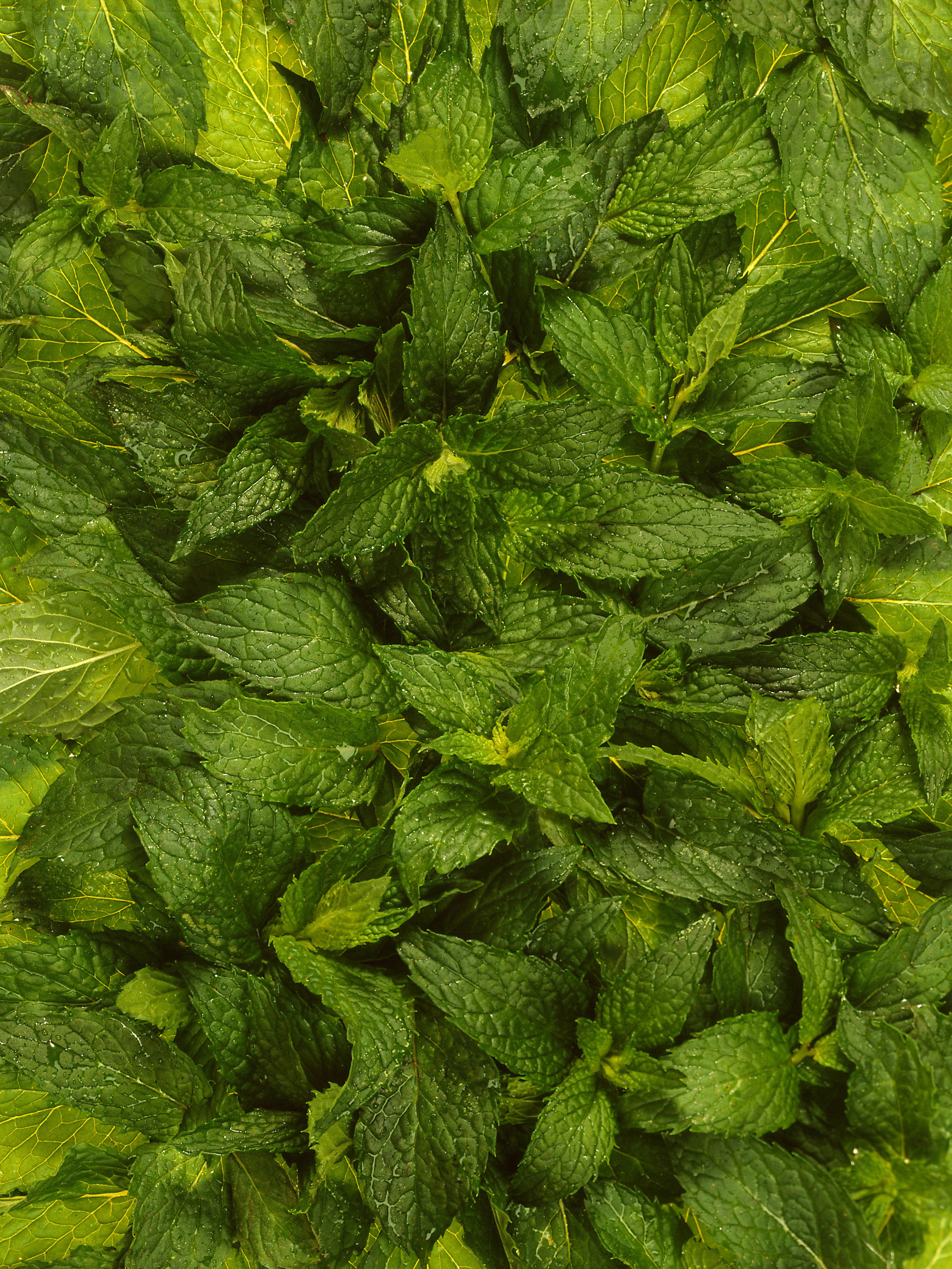 Fresh mint leaves close-up