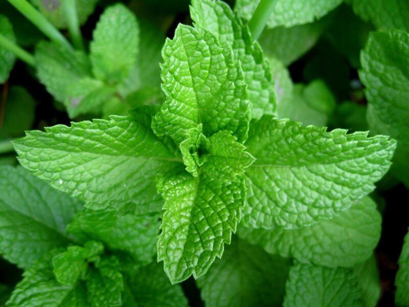 fresh mint leaves close-up