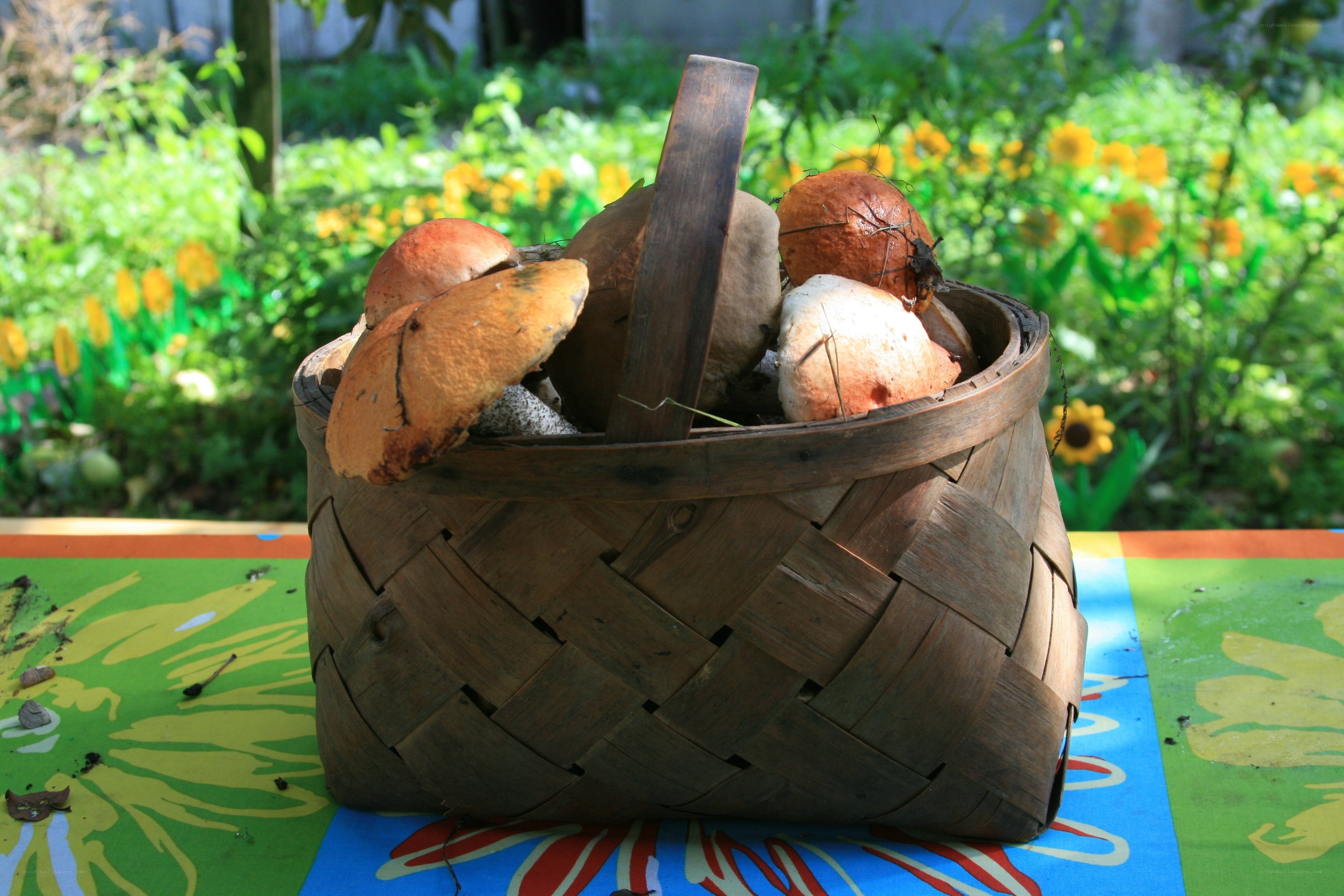 Fresh mushrooms in a basket