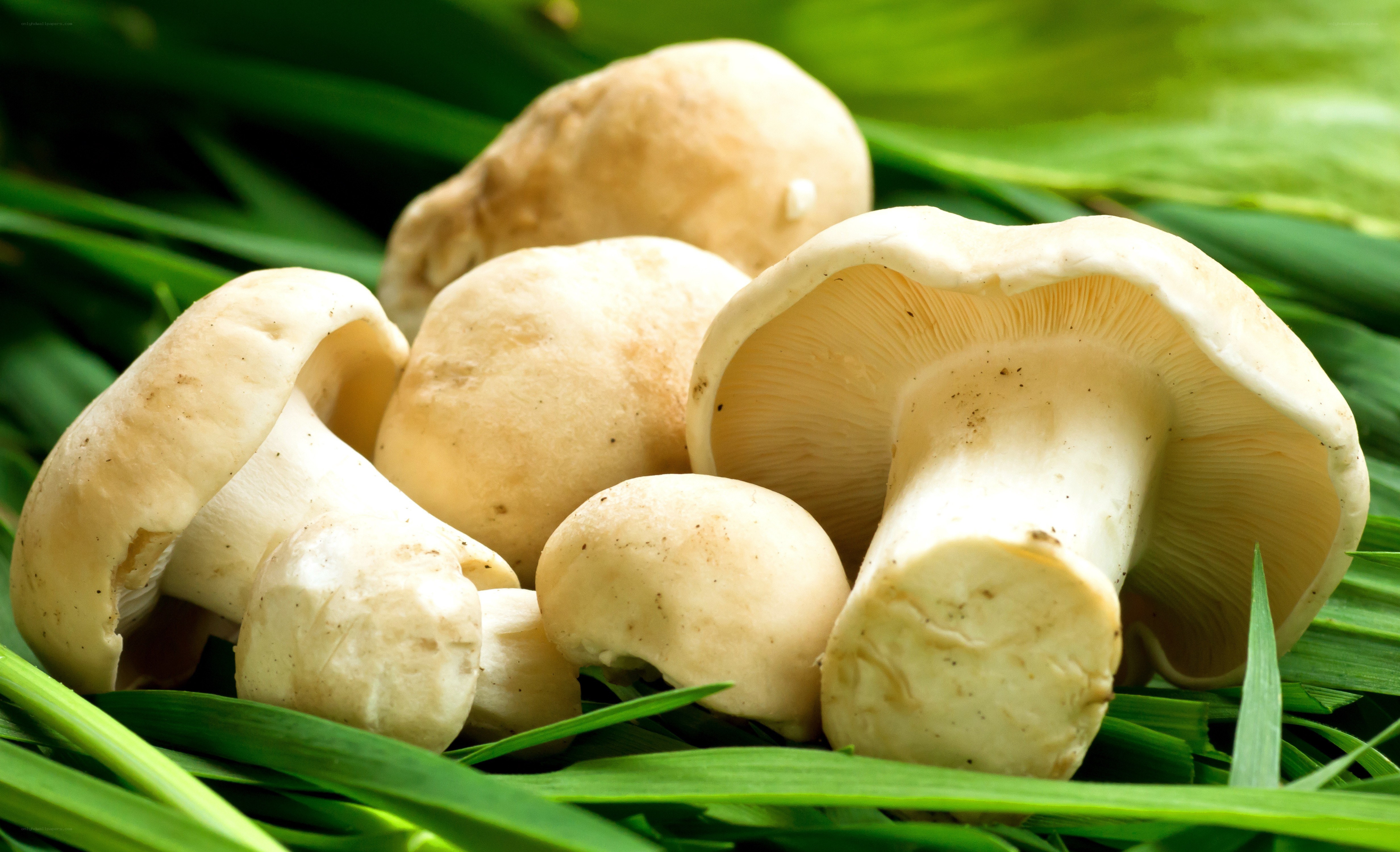 Fresh mushrooms on green grass