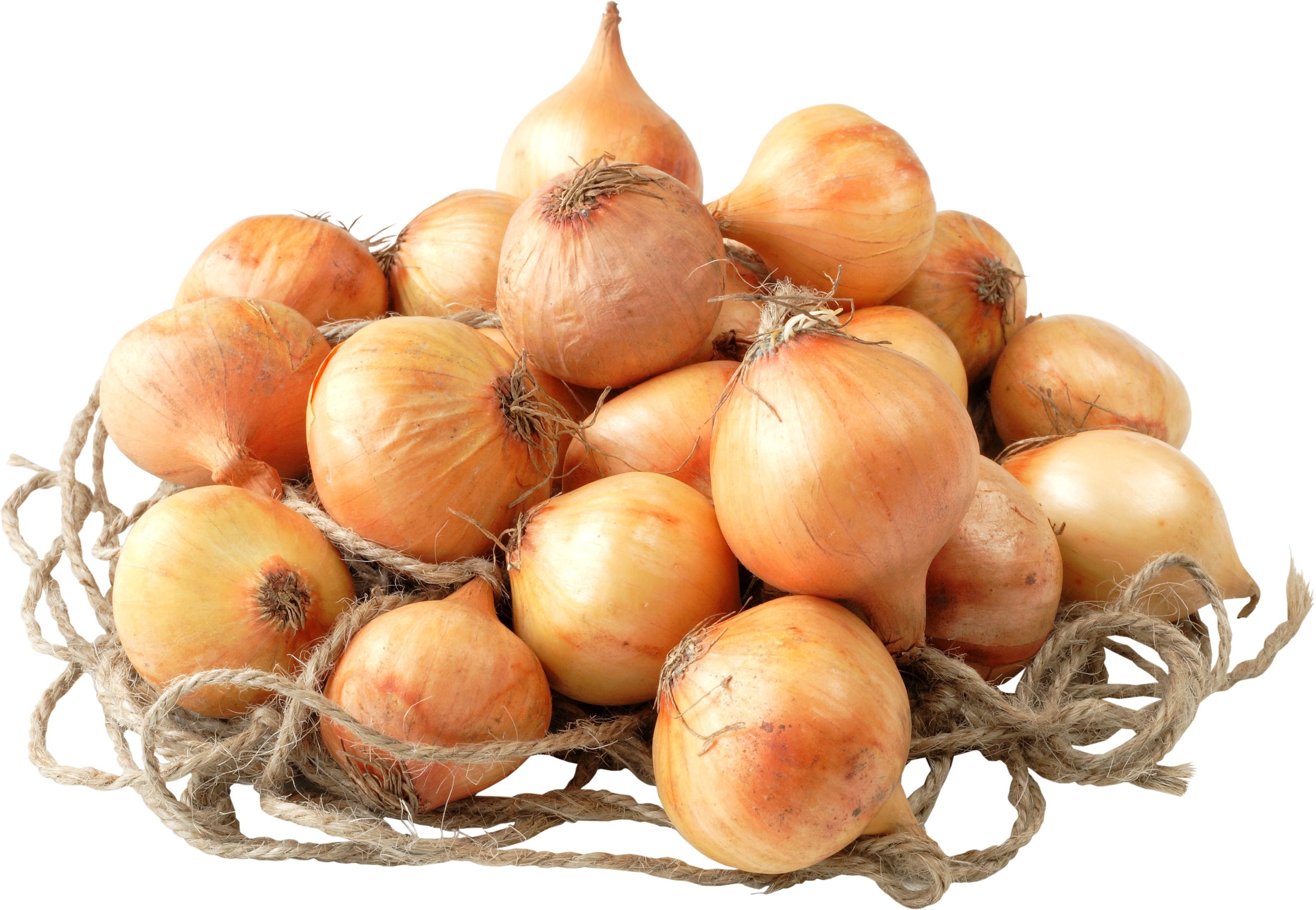 Fresh onions in a net bag