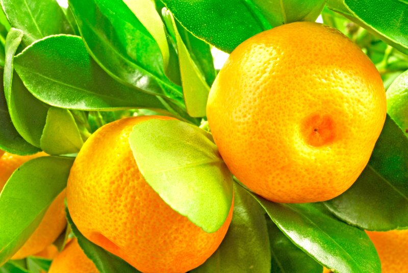 Fresh oranges on a tree