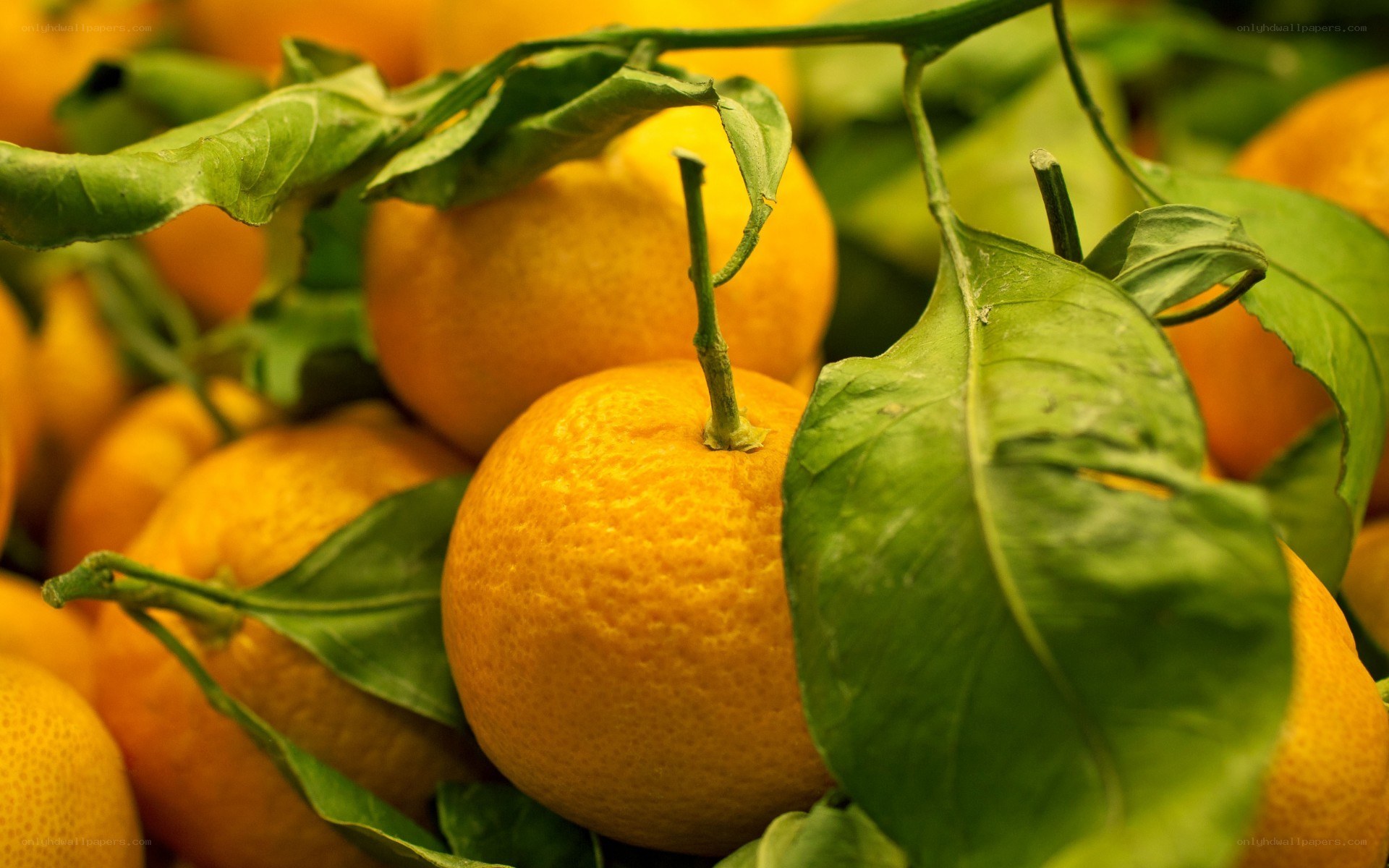 Fresh oranges with green leaves