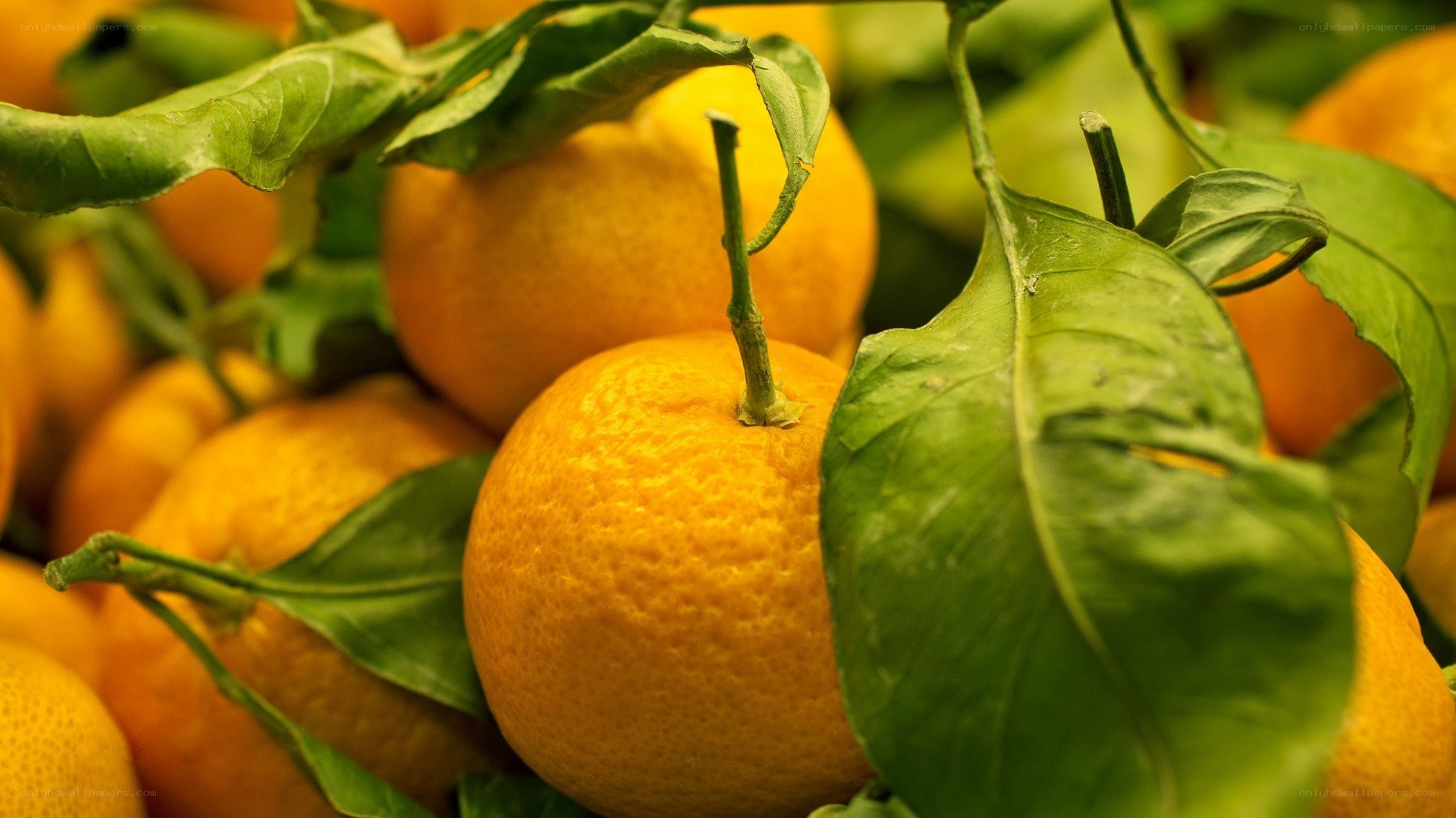 Fresh oranges with green leaves