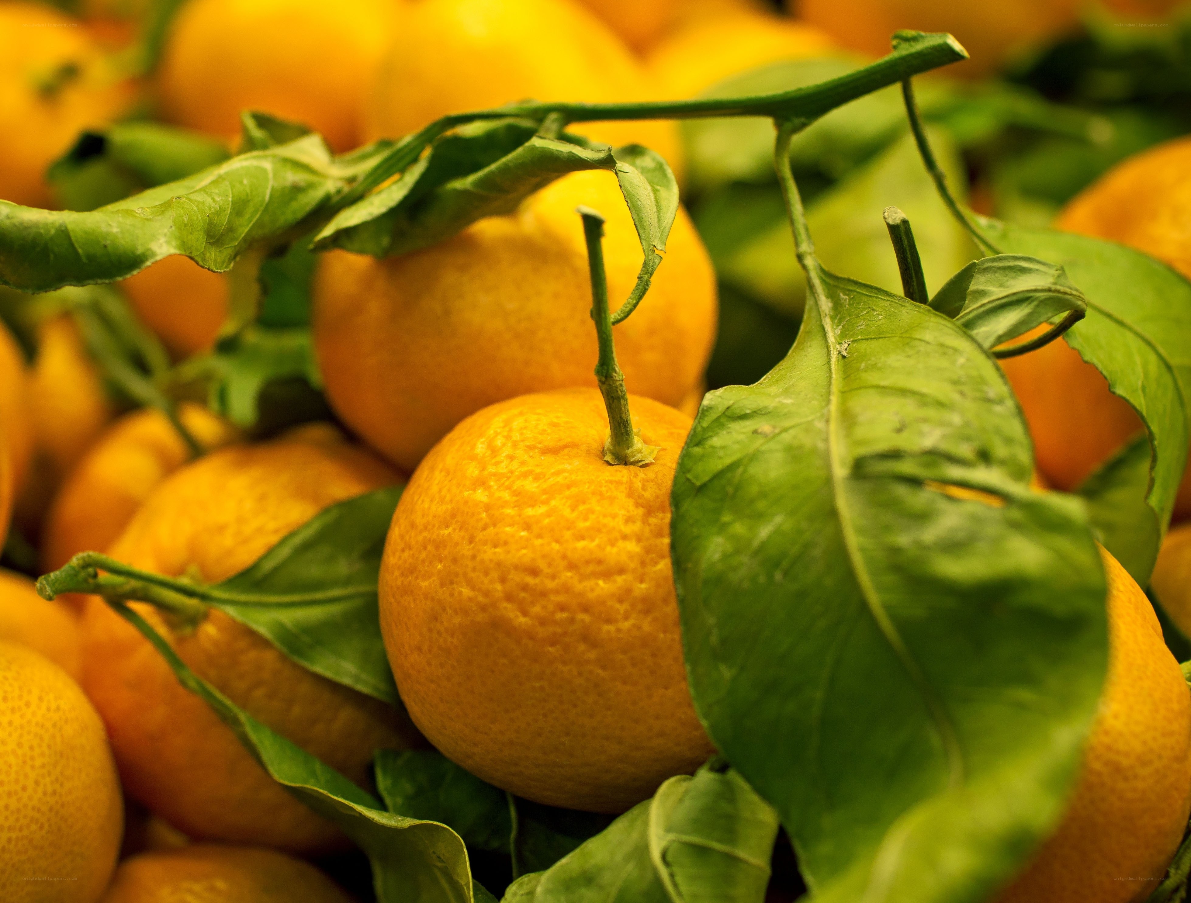 Fresh oranges with green leaves