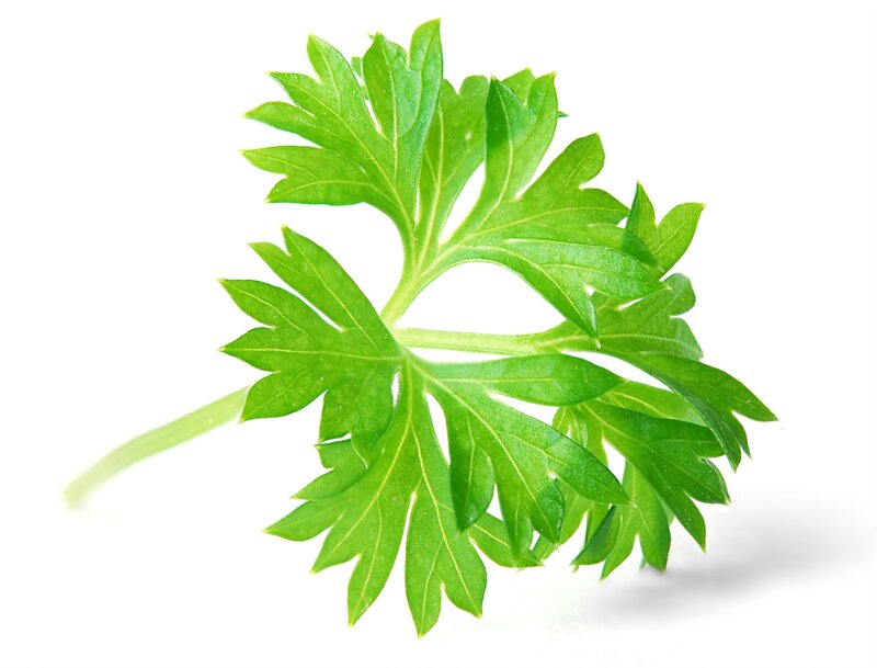 fresh parsley leaf
